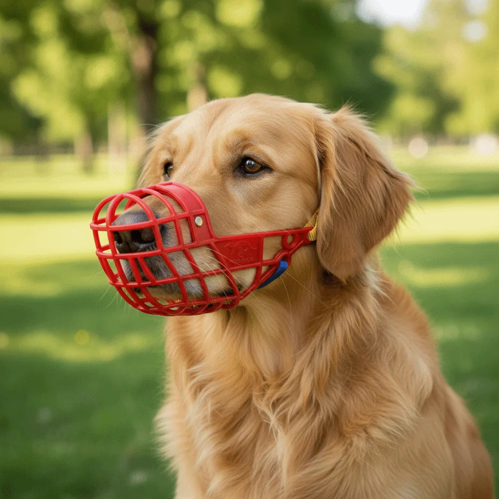 A golden retriever dog wearing a red bite-resistant muzzle in a grassy outdoor setting.