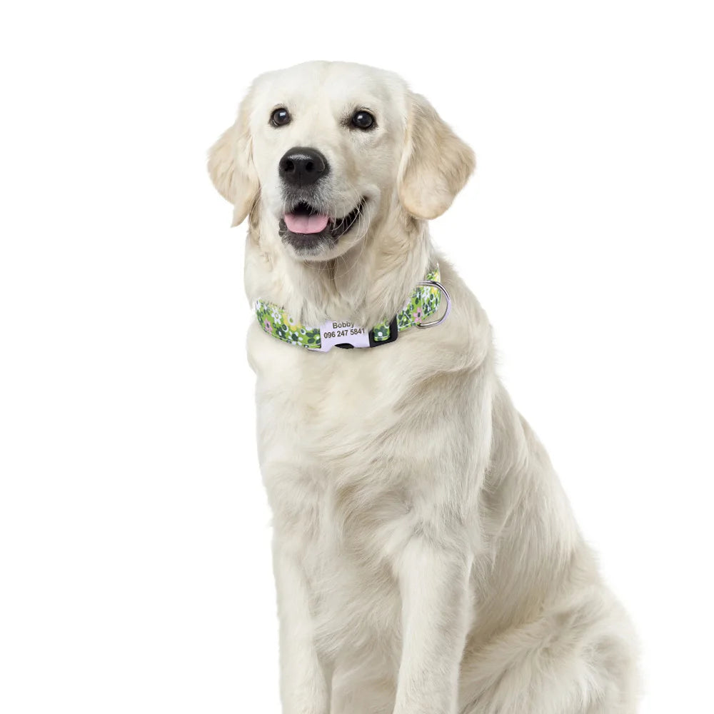 A light-colored Labrador dog wearing a floral print collar with an engraved name tag.