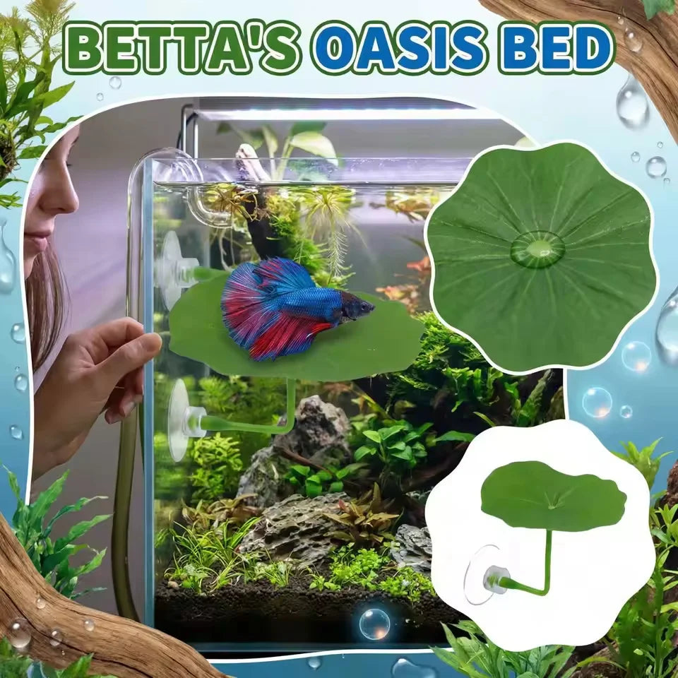 A clear aquarium shows a Betta fish resting on a green lotus leaf in an oasis bed setup.