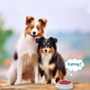 Recordable Talking Button for Dog Training – Interactive Communication Tool