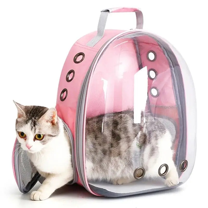 Un pequeño gatito atigrado visible dentro de una mochila transportadora rosa transparente.