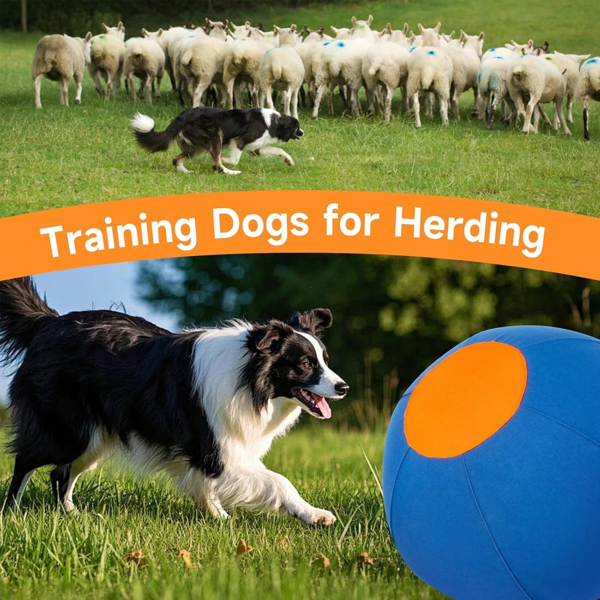 A black and white dog is running in a grassy field with a large blue dog ball nearby.