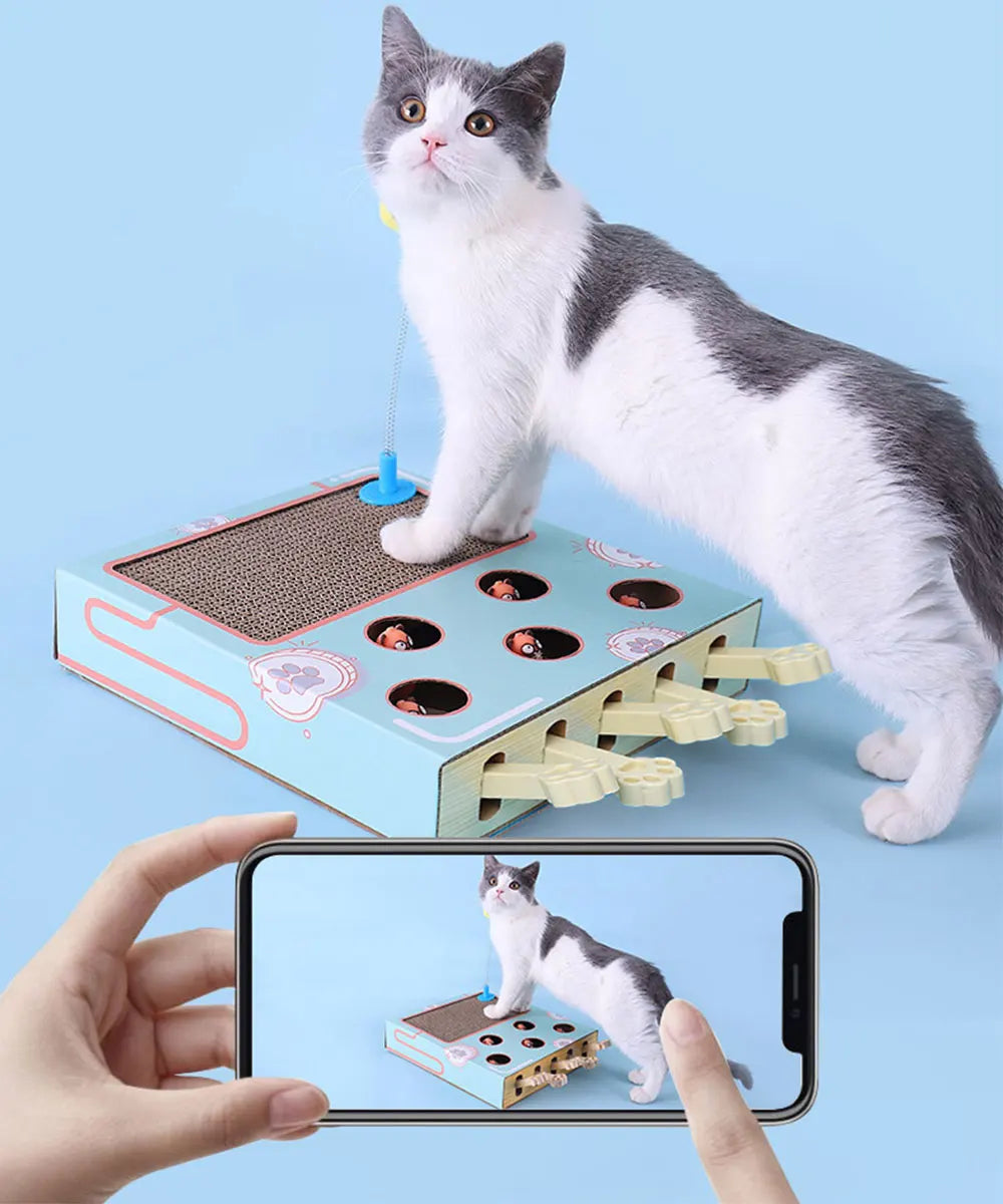 A white and gray cat is interacting with an interactive scratching board designed for cats.
