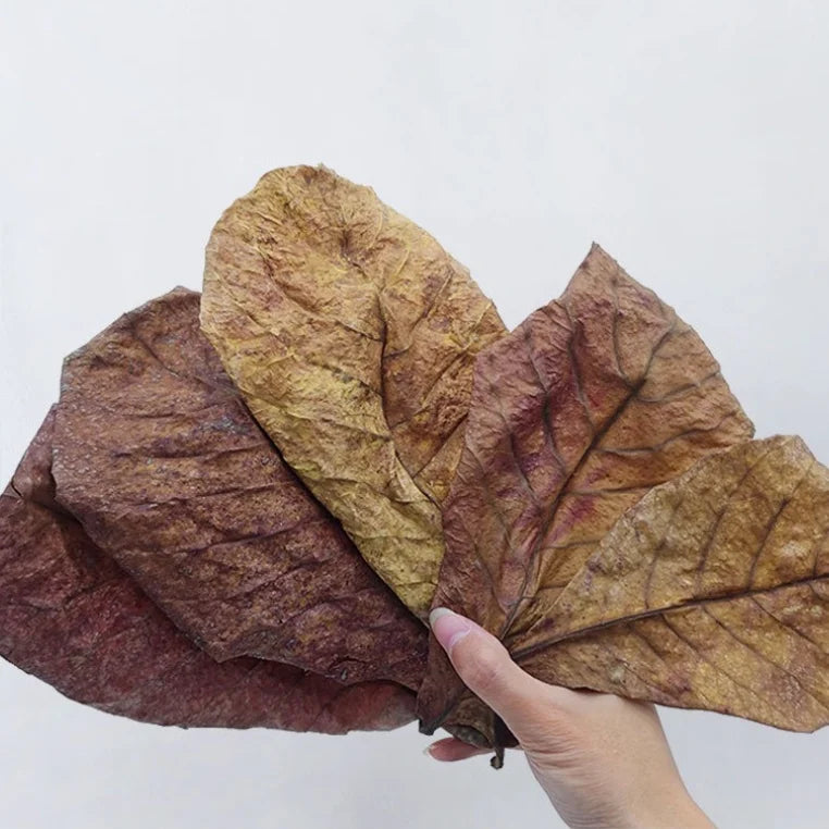 Natural Indian Almond Leaves for Aquarium Water Conditioning