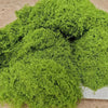 Natural Green Preserved Moss for DIY Crafts and Decor