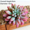 Artificial Succulent Bonsai Plant for Home Decor