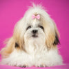 Handmade Pet Hair Clips - Colorful Bow Hairpins for Dogs and Cats