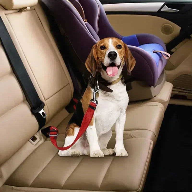 A dog wearing a red harness is sitting on a car seat, with a seat belt clip visible.
