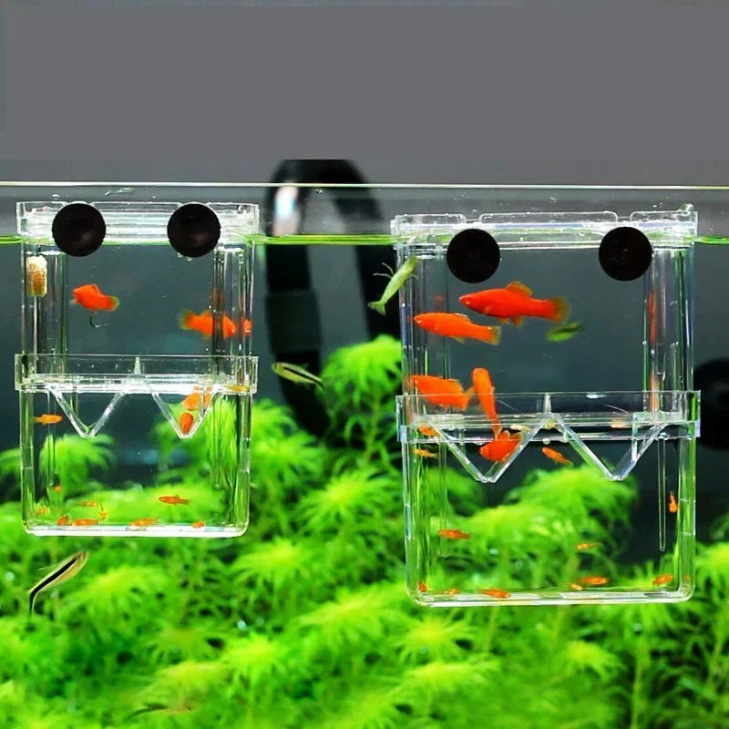 Acrylic Fish Breeding Isolation Box with Double Compartments