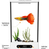 Aquarium de Bureau Compact 2L pour Poisson Betta