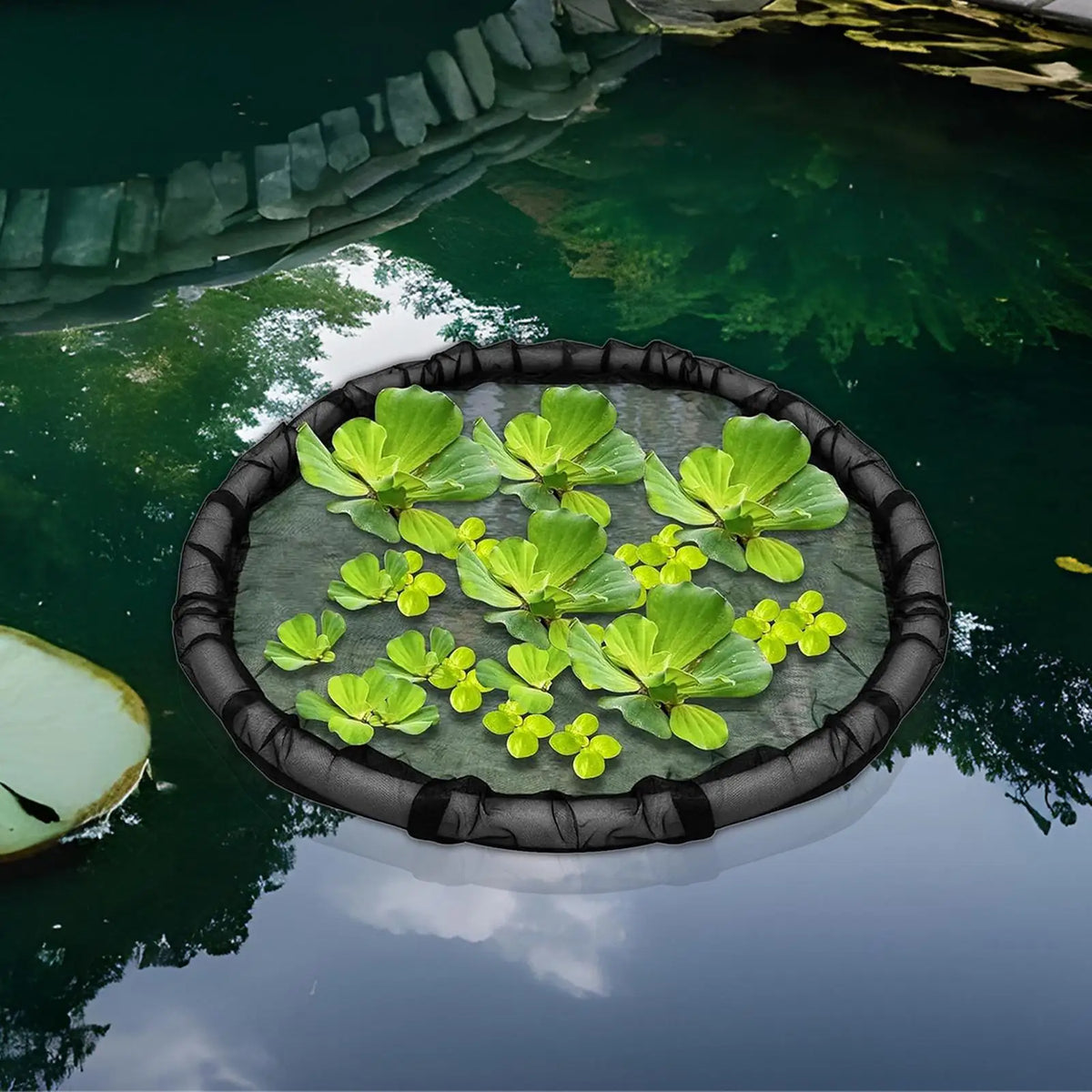 A black ring floats on dark water, containing green aquatic plants.