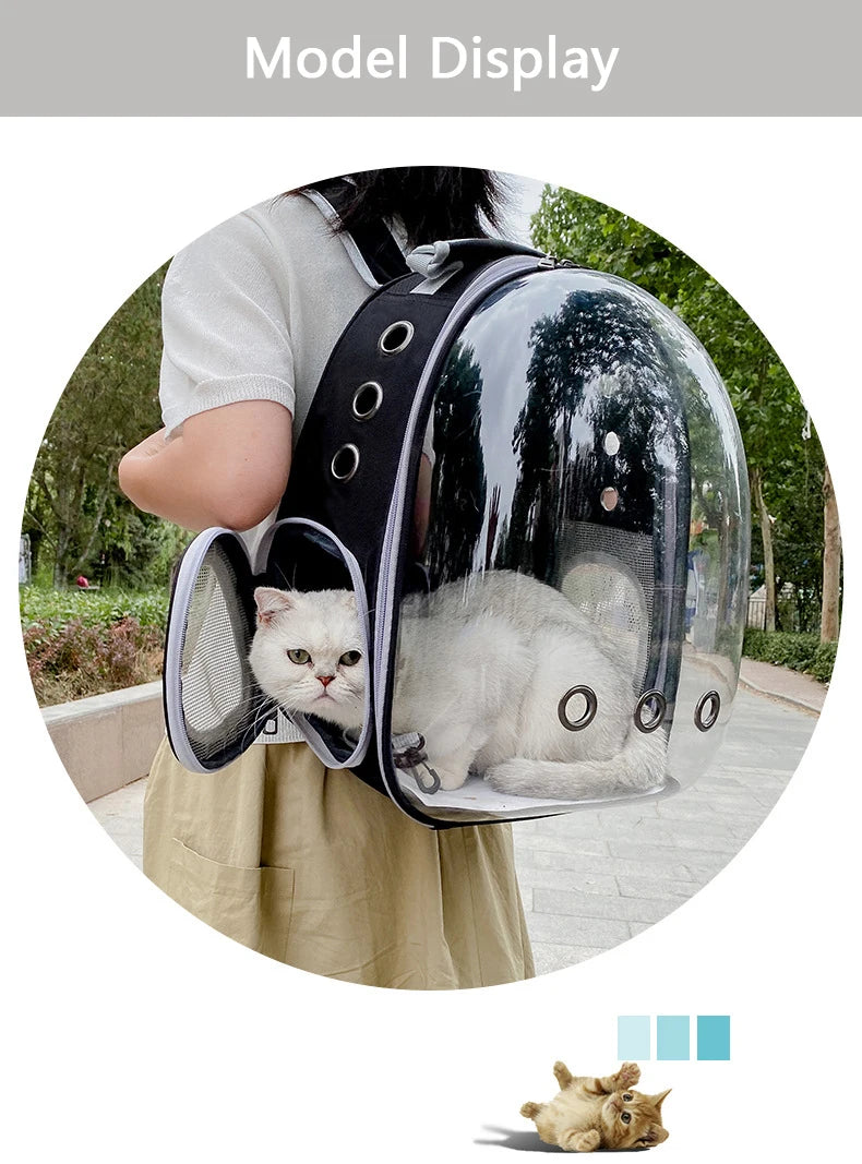 Un chat blanc est visible à l'intérieur d'un sac à dos transparent pour animaux tenu par une personne.