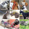 Adjustable Nylon Harness and Leash Set for Small Pets