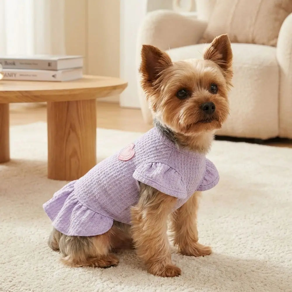 A small, light brown dog wearing a purple knitted dress with flutter sleeves sitting on a cream rug.