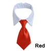 A red satin necktie with a white collar shown against a white background.