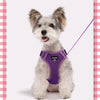 A small, fluffy gray dog wearing a purple mesh harness and holding a purple leash.