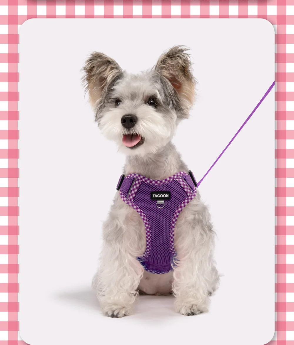 A small, fluffy gray dog wearing a purple mesh harness and holding a purple leash.