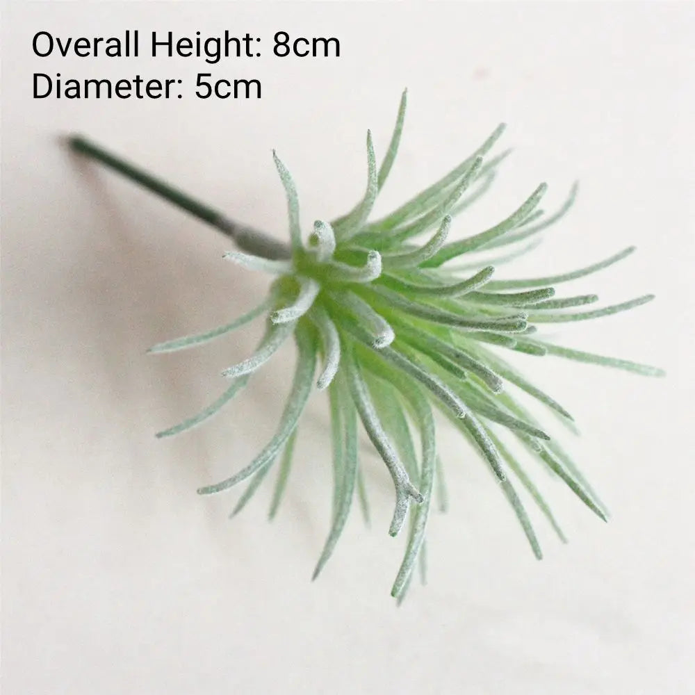A small, green, needle-like succulent plant with fine leaves on a white background.
