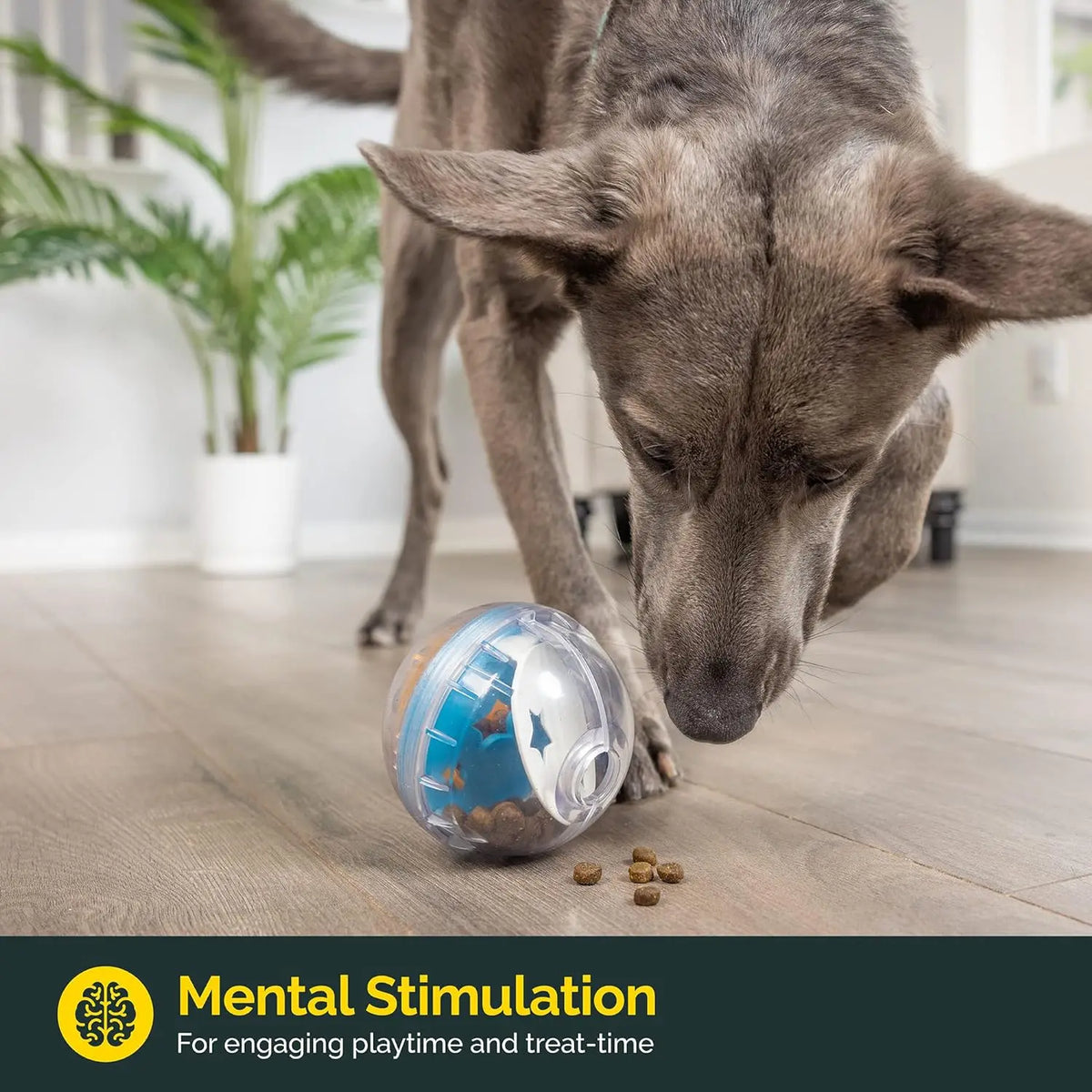 Ein Hund interagiert mit einer interaktiven Leckerli-verteilenden Kugel auf einem Holzfußboden.