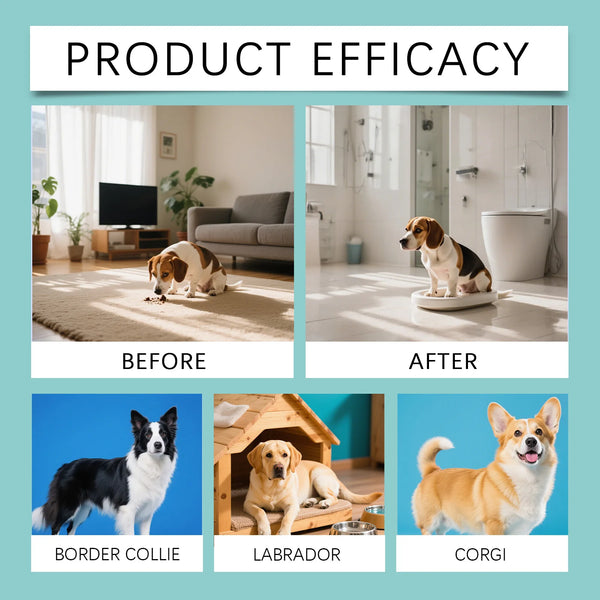 Comparison image showing a Border Collie, Labrador, and Corgi dog after using the product for potty training.