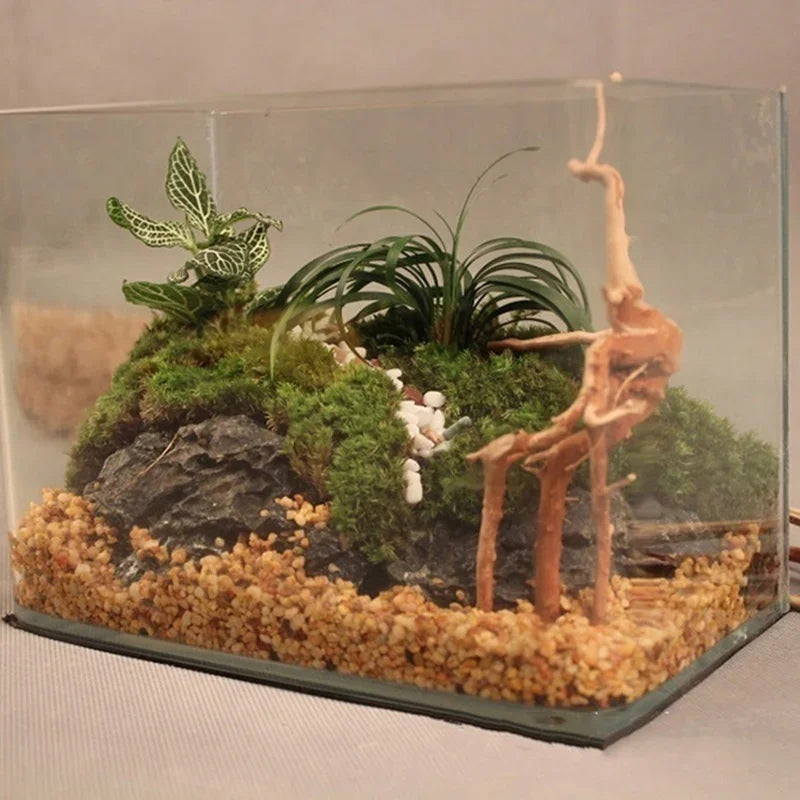 Glasaquarium mit natürlichem Treibholz, moosigem Gelände und grünen Wasserpflanzen.