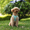 A light brown poodle sits on green grass wearing a teal dog harness with a leash.