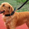 A golden retriever wearing a black tactical dog collar with a metal buckle, standing on a red surface.