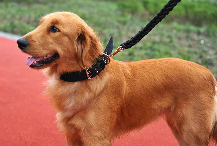 A golden retriever wearing a black tactical dog collar with a metal buckle, standing on a red surface.