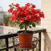 Plastic Plant Nursery Pots with Drainage Holes (Set of 10)