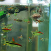 Acrylic Aquarium Plant Cup with Suction Holder