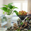 A floating aquarium plant pot featuring green leaves and a small red moss plant displayed in a glass tank with driftwood.