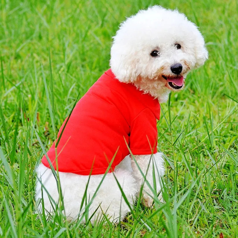 A white poodle wearing a red polo shirt sitting in green grass.