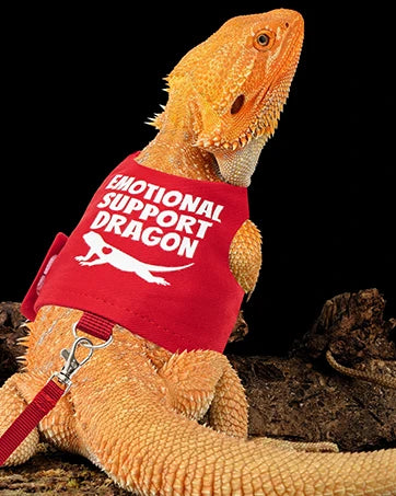 Oranger Bartleguan mit rohem emotionaler Unterstützungsharnisch und Leine.