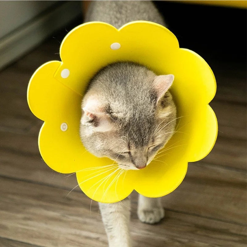 Collier de récupération en forme de fleur pour animaux, réglable
