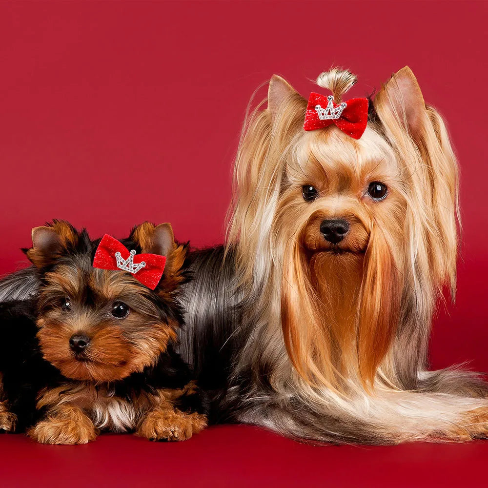 A fluffy golden-colored dog with long hair is shown next to a smaller brown dog, both wearing red glitter bow hair clips.