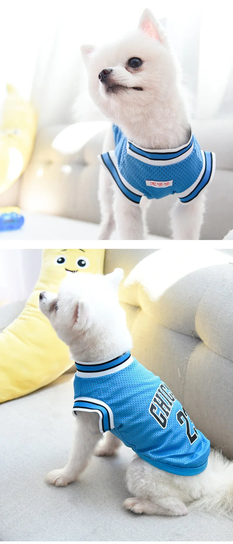 A white dog wearing a blue and white basketball-themed vest sitting on a couch.