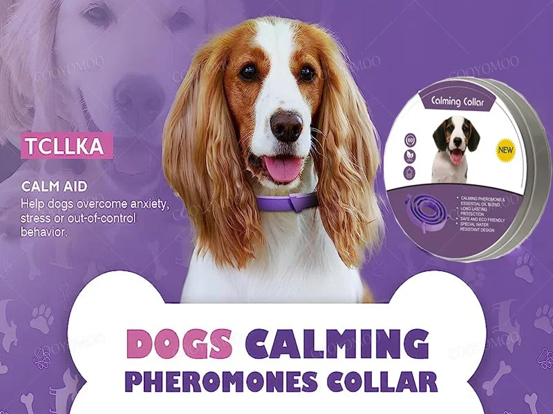 A brown and white dog wearing a purple calming pheromone collar, shown next to product information.