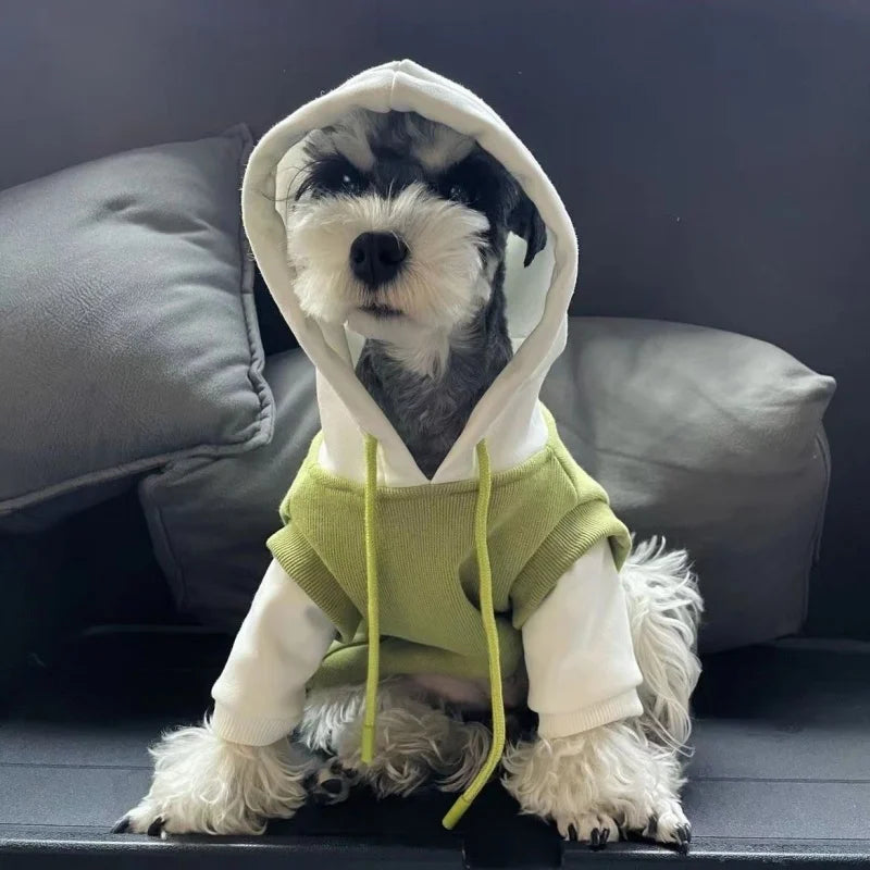 A small dog wearing a light green hooded winter coat indoors.