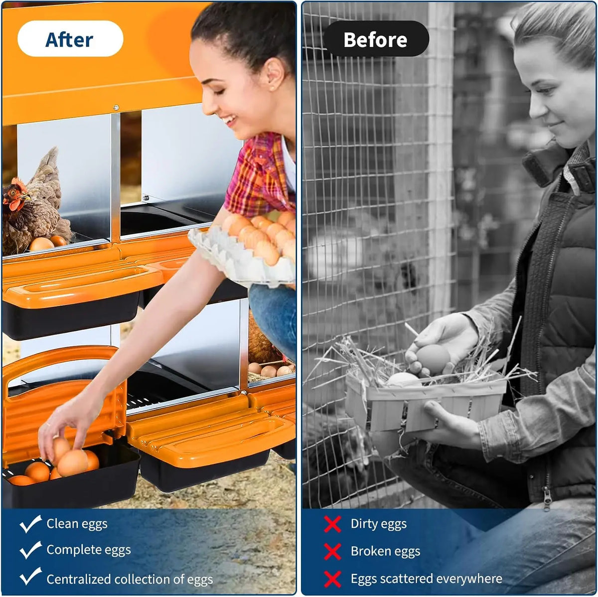 Comparison showing a clean egg collection system after and before using the 6-compartment galvanized chicken nesting box with