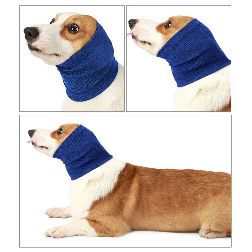 A brown and white dog wearing a blue fabric neck and ear muff for anxiety relief.