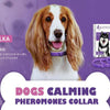 A brown and white dog wearing a purple calming collar for dogs.