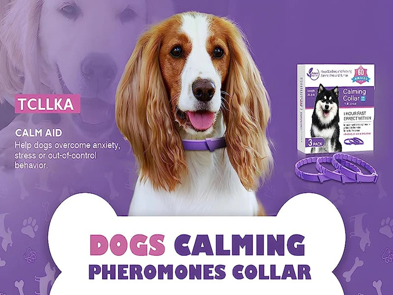 A brown and white dog wearing a purple calming collar for dogs.