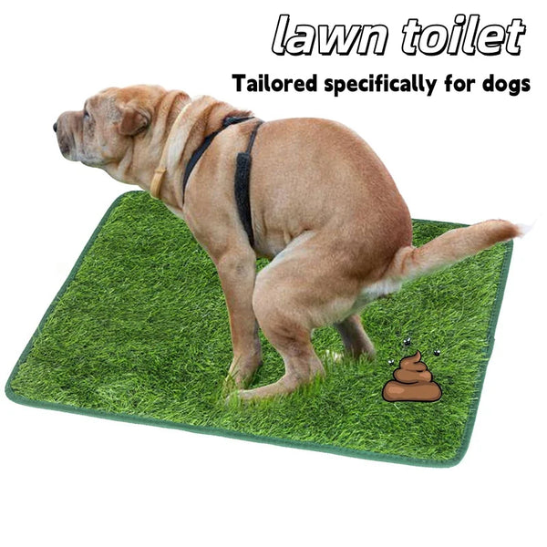 Un perro de color marrón claro está de pie sobre una estera de césped artificial diseñada como inodoro para perros.