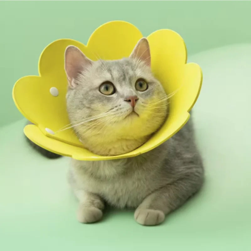 Collier de récupération en forme de fleur pour animaux, réglable