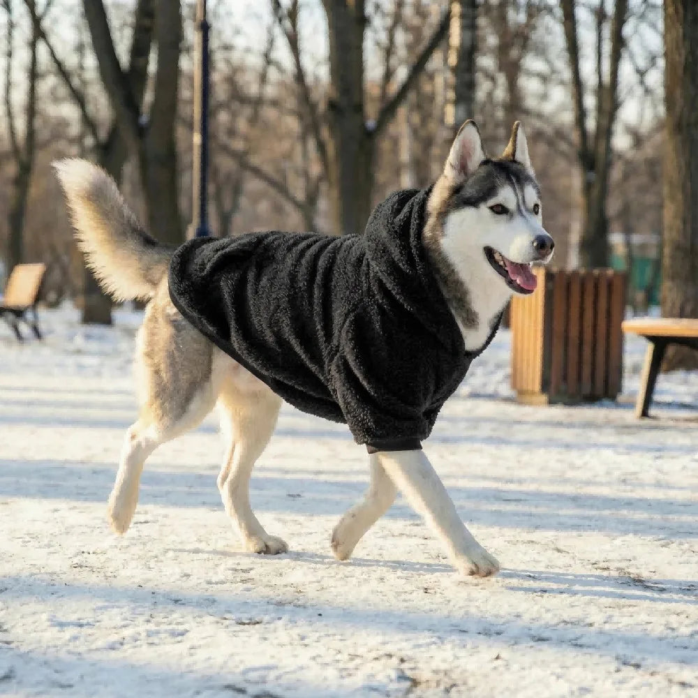 Un husky portant un manteau en polaire noir marche dans un environnement enneigé extérieur.