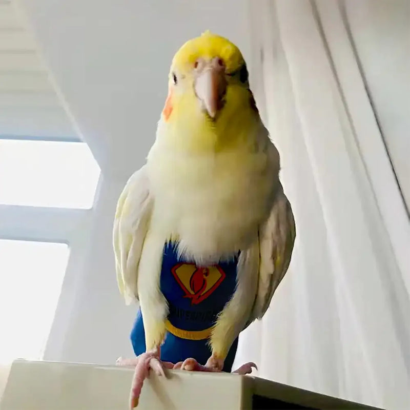 Traje de Vuelo Reutilizable para Loro de Algodón