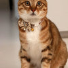 A fluffy orange tabby cat wearing a decorative breakaway collar with a bowknot and bell.