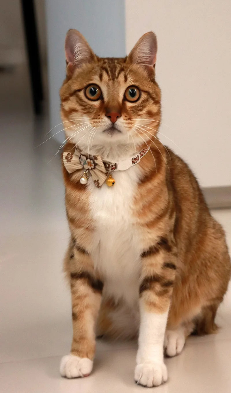 A fluffy orange tabby cat wearing a decorative breakaway collar with a bowknot and bell.