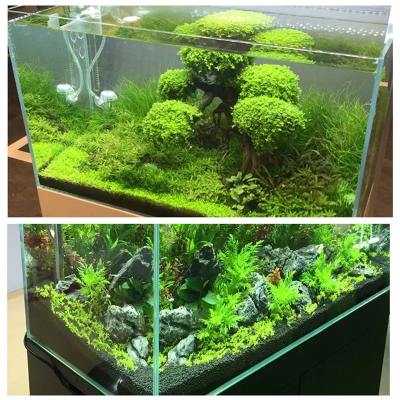 A clear glass aquarium filled with black substrate gravel and various aquatic plants.