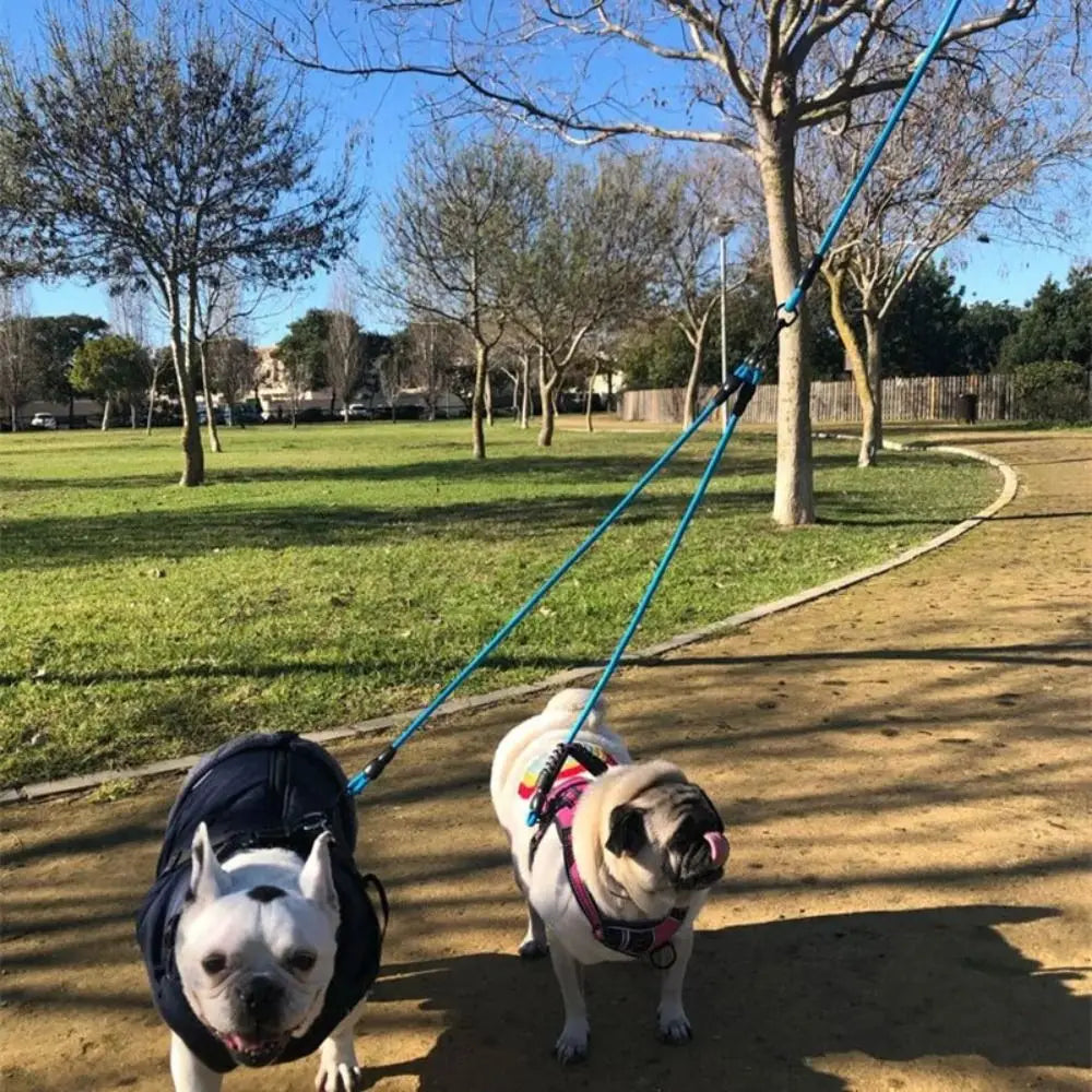 Two dogs walking on a blue leash, being led by a dual dog leash coupler in a park.
